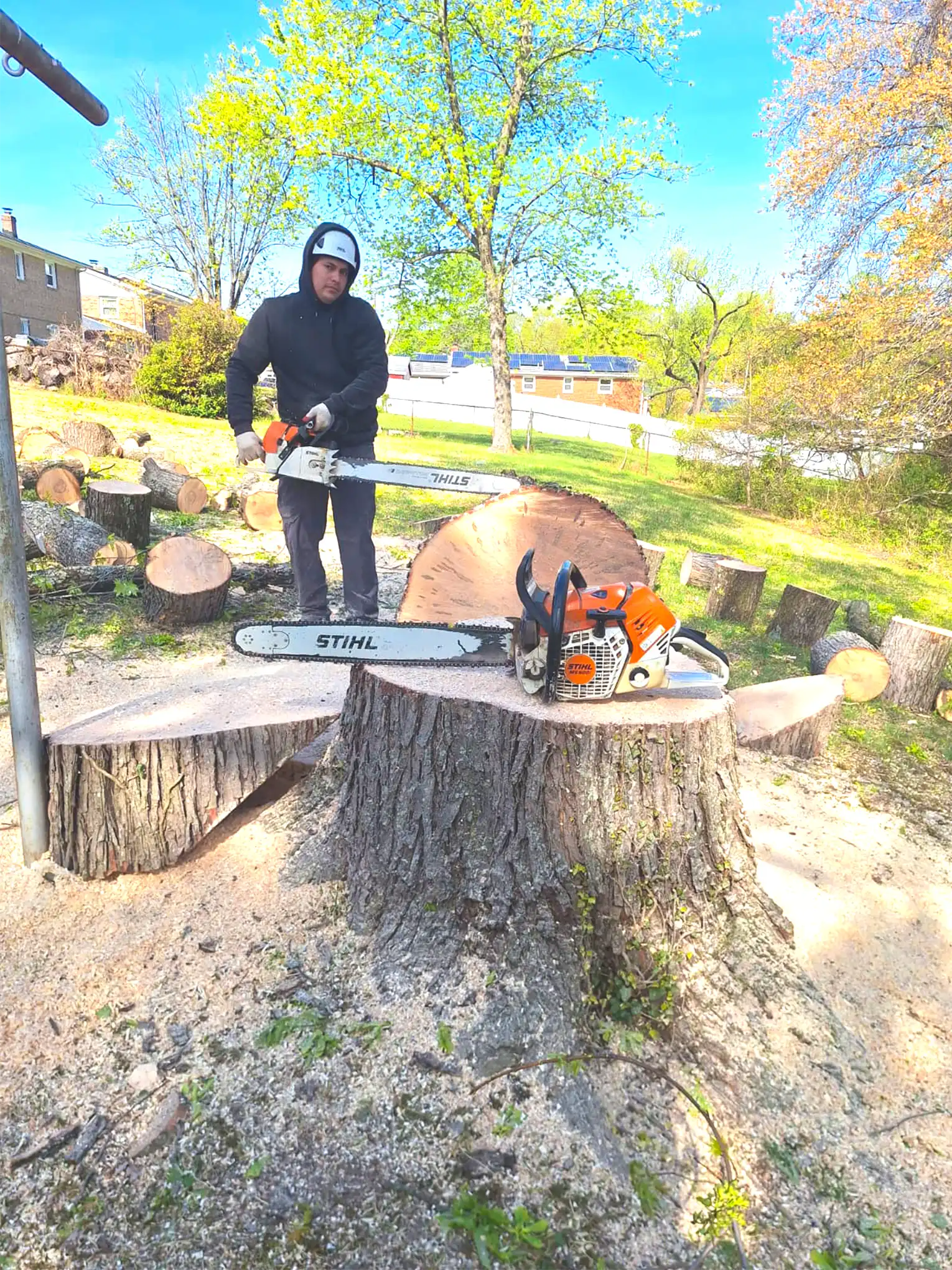 Recent tree service work