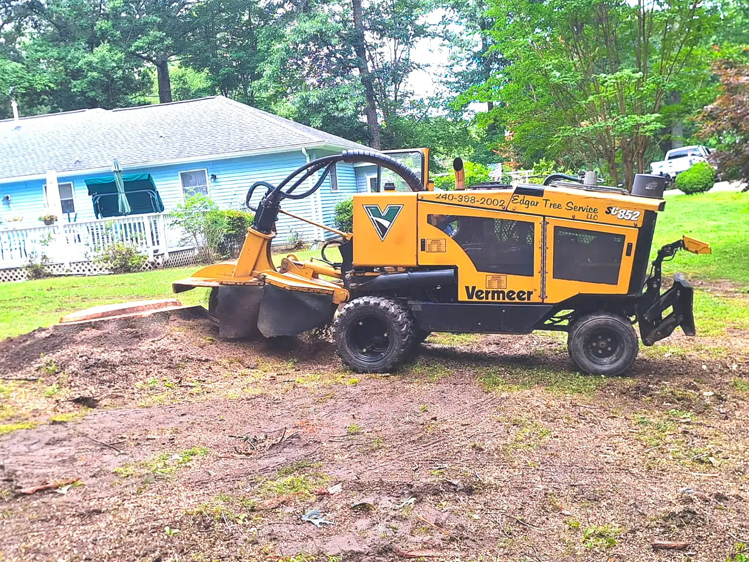 Professional arborist working on a large tree removal