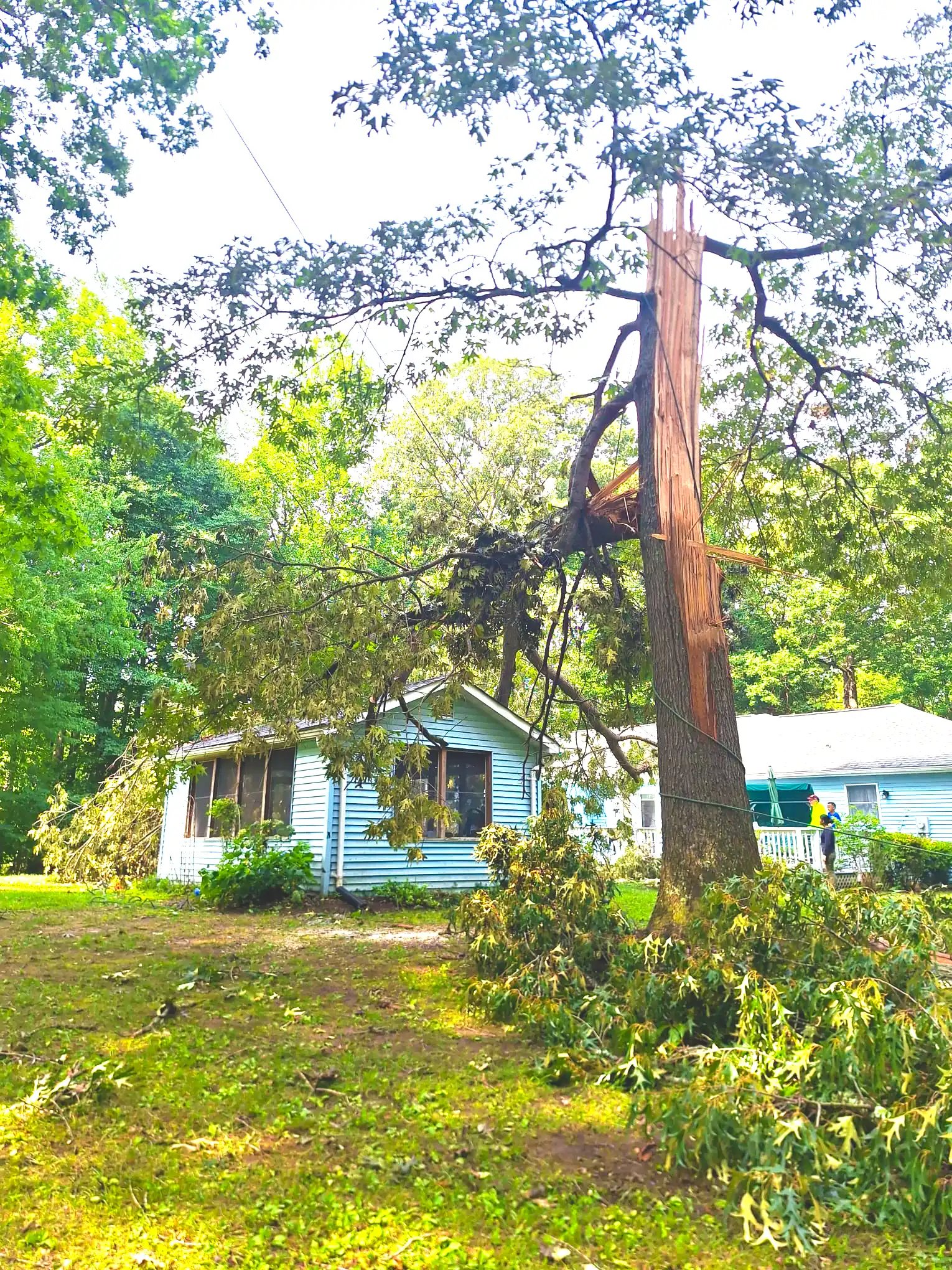 Recent tree service work