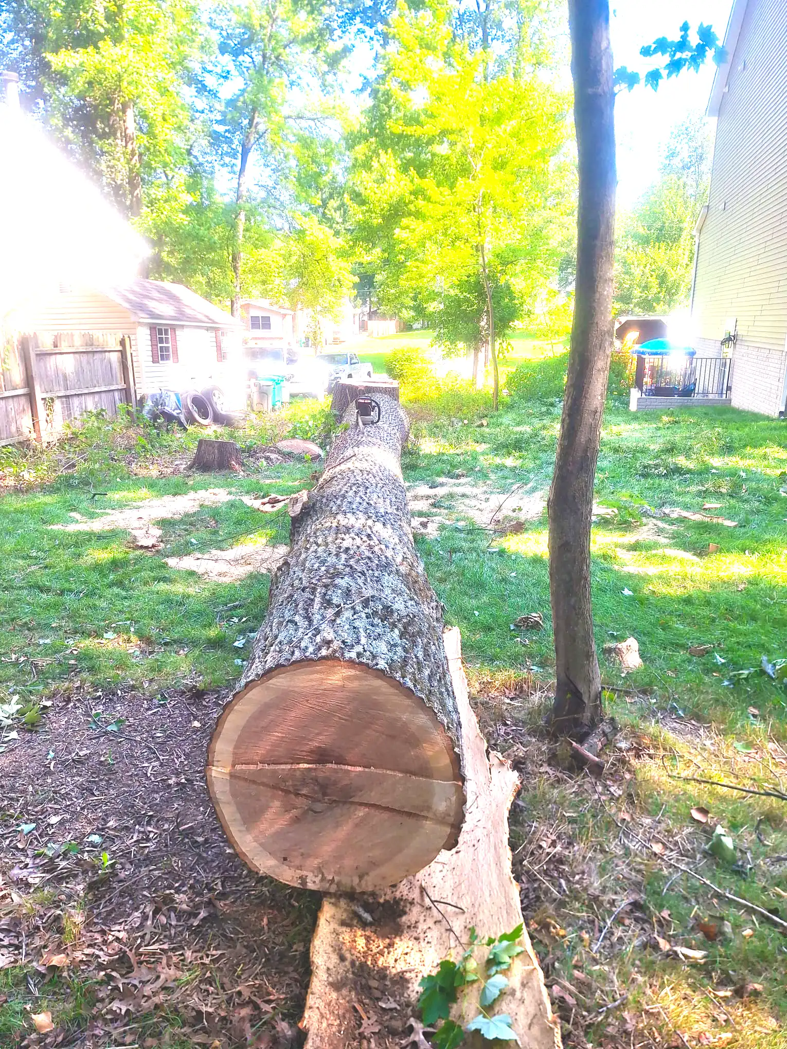 Recent tree service work