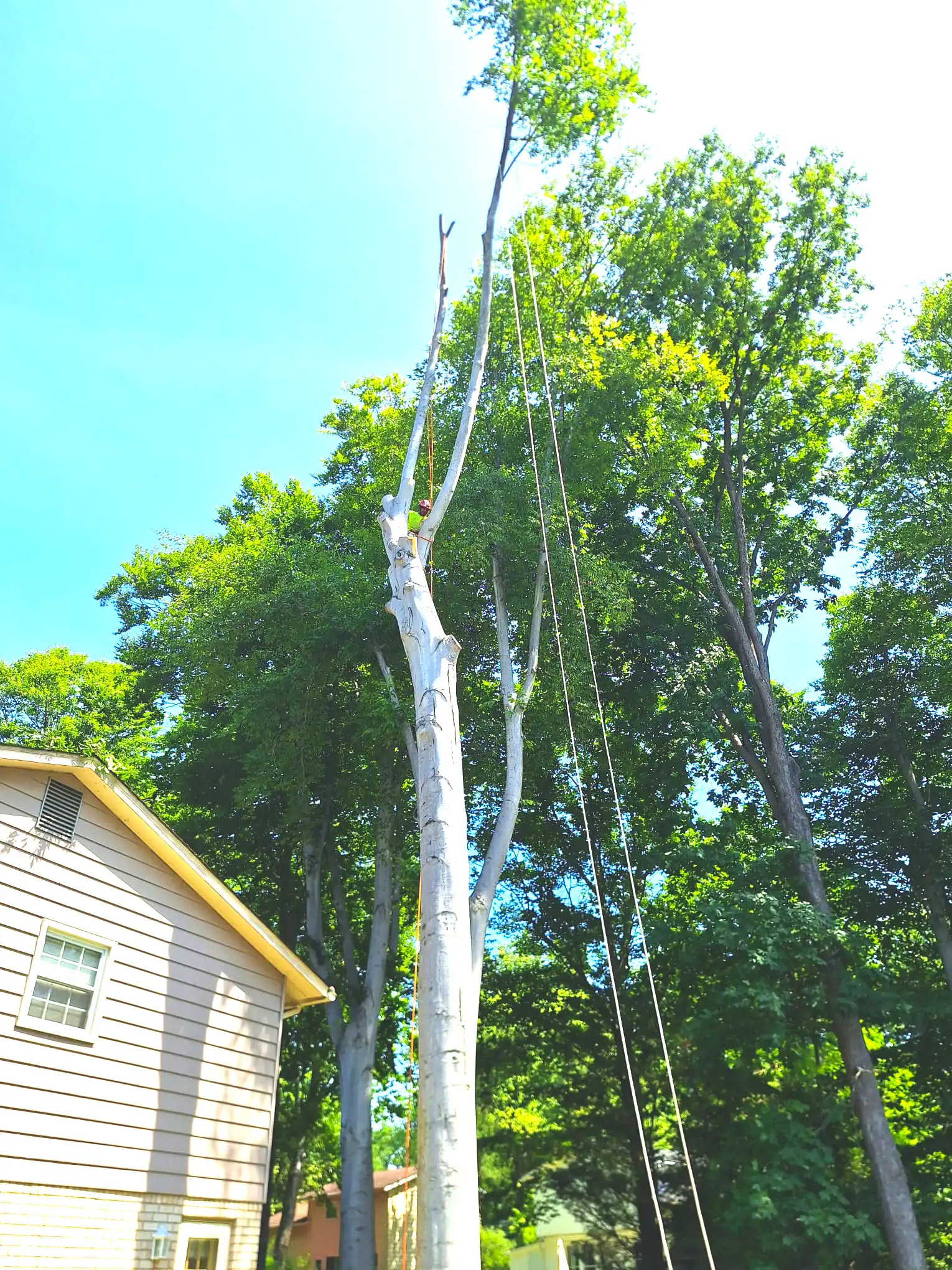 Recent tree service work