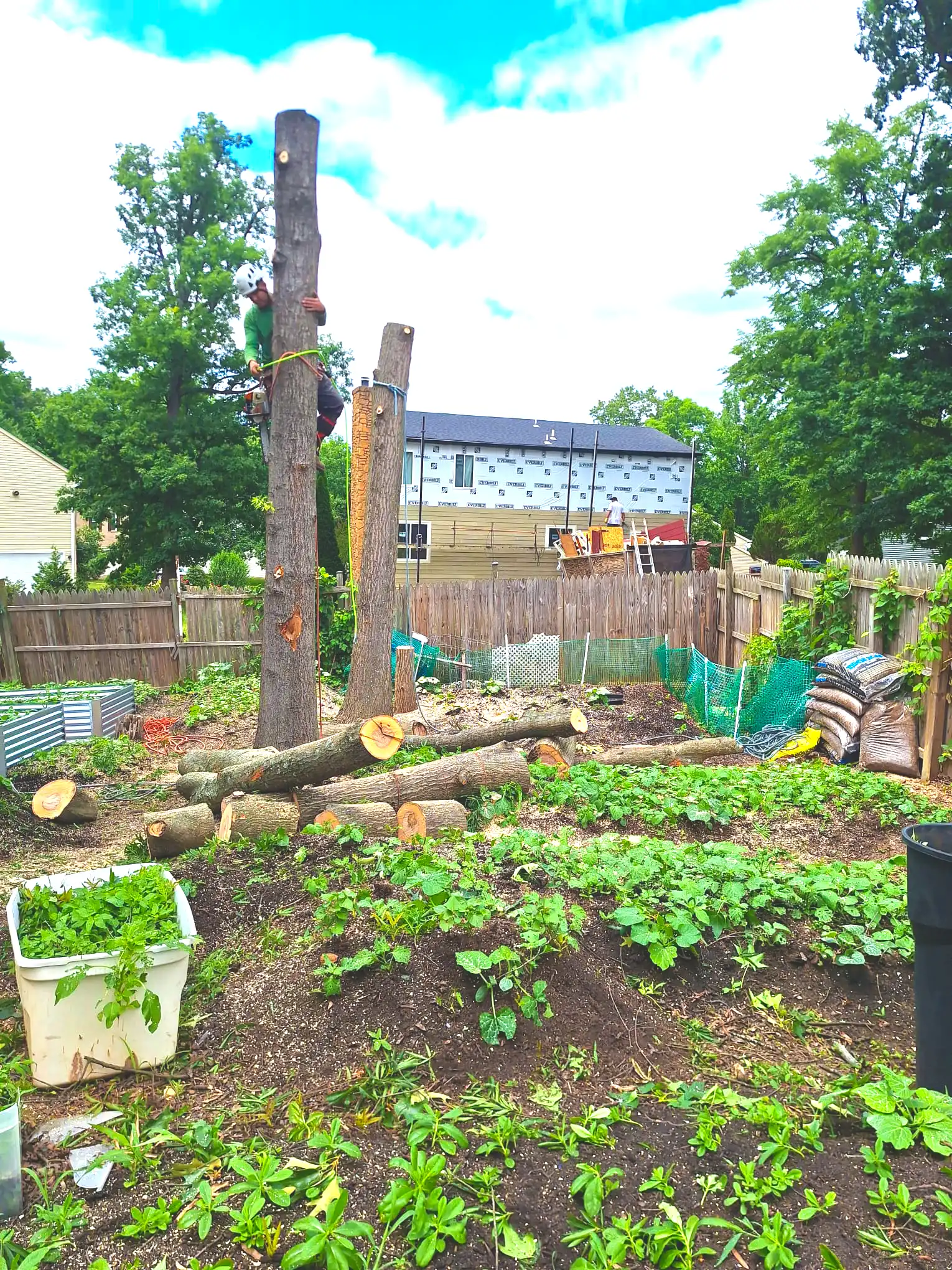 Recent tree service work