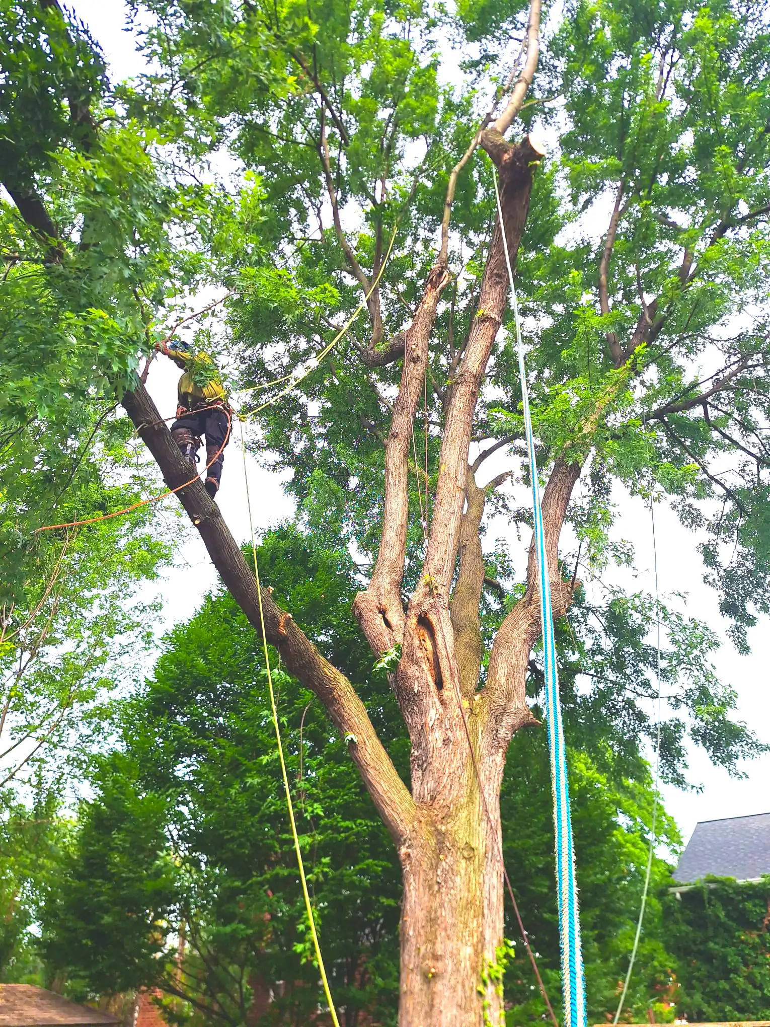 Recent tree service work