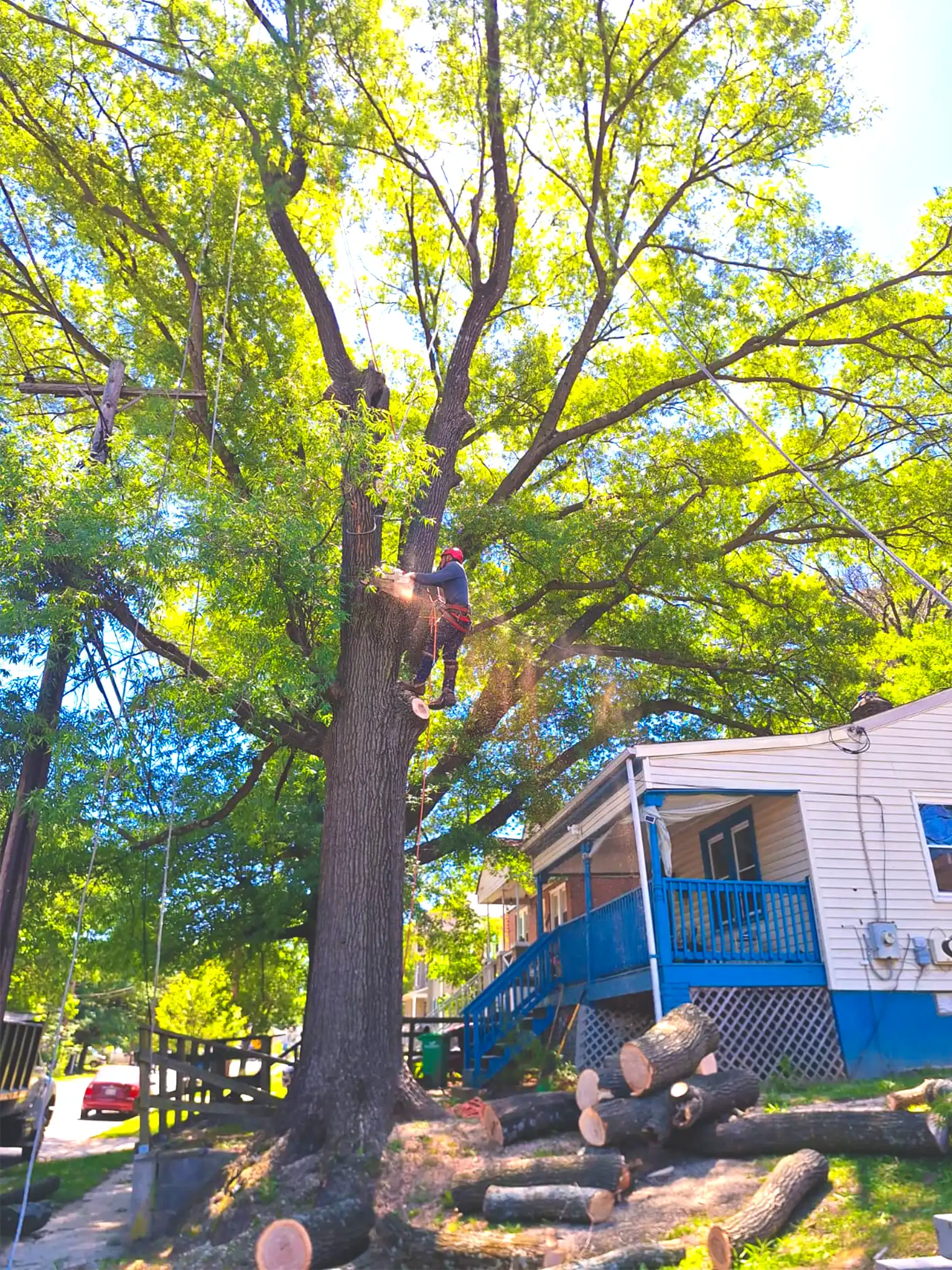 Recent tree service work
