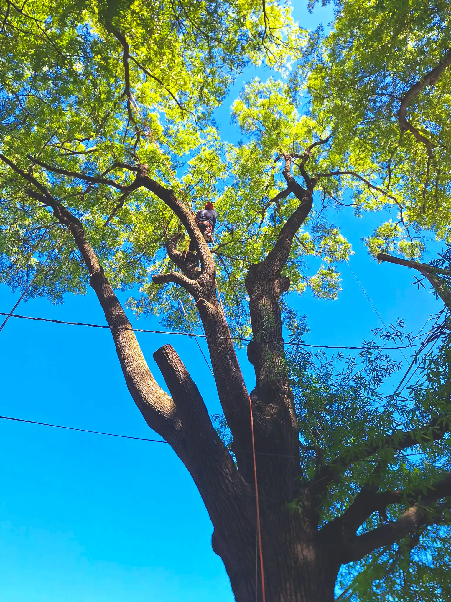 Contact Edgar Tree Services