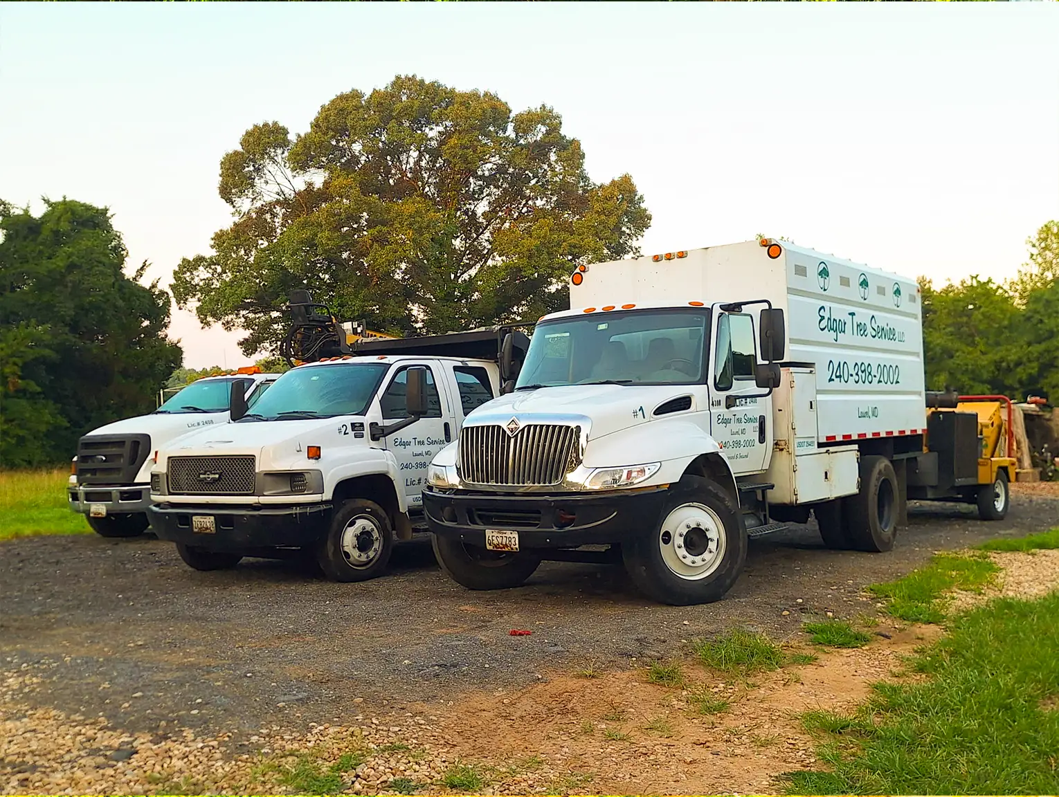 Recent tree service work
