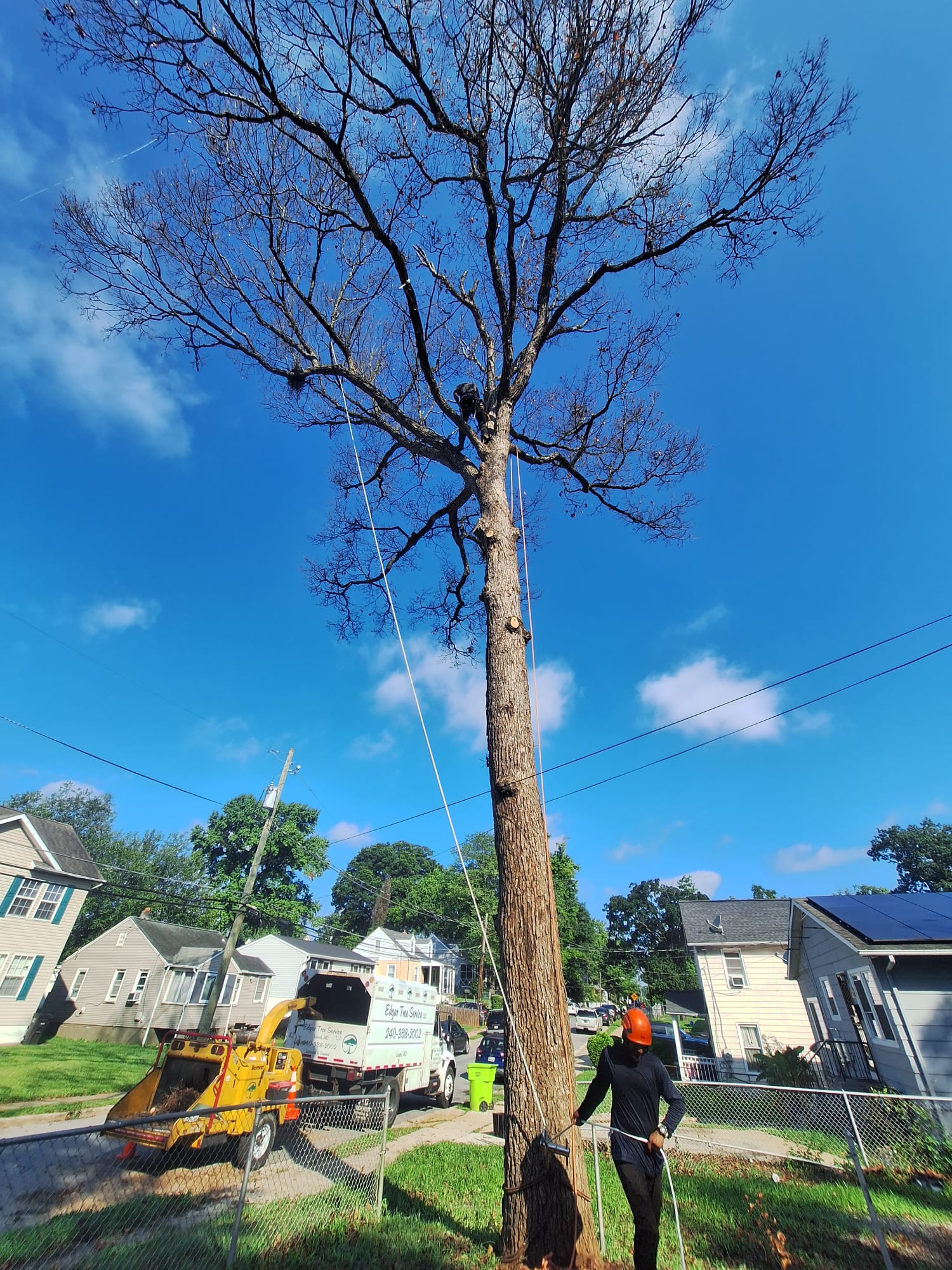 Recent tree service work